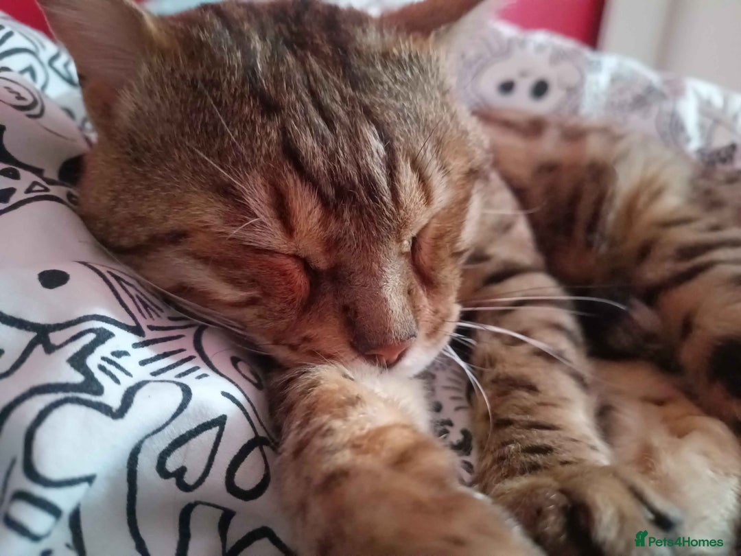 Bengal cats for sale: Bengal Stud & Tortie Queen for sale - Image 5