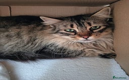 Persian cats for adoption: Agi, Persian and Carla, Persian cross, both aged 6 - Image 4