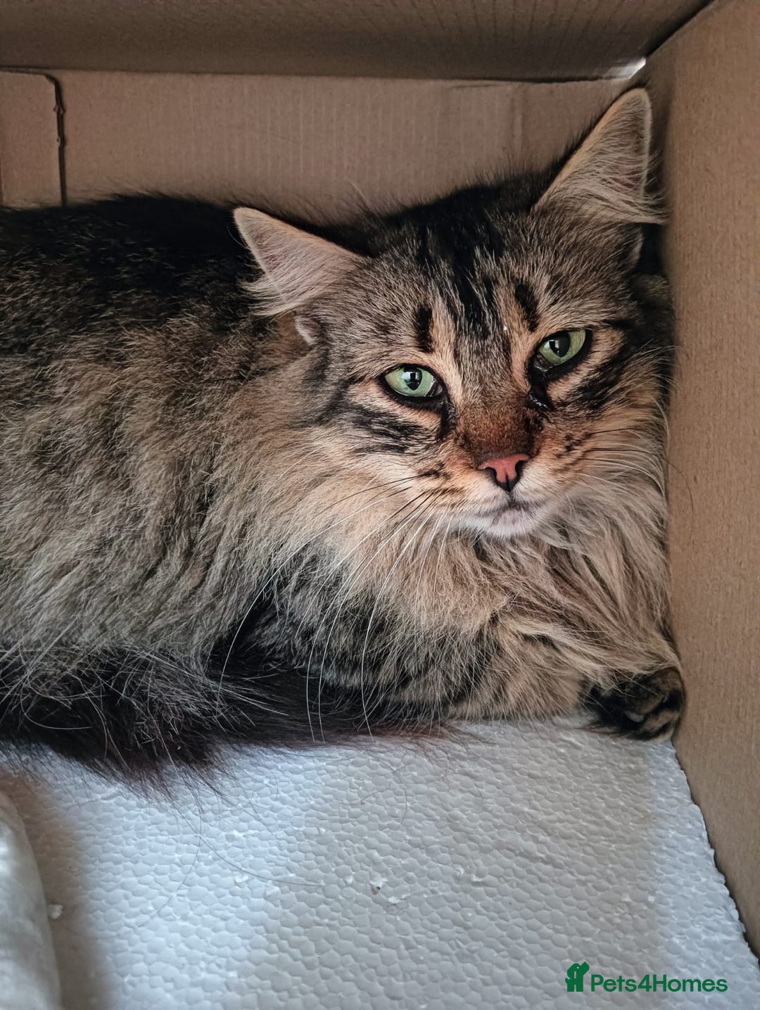 Persian cats for adoption: Agi, Persian and Carla, Persian cross, both aged 6 - Image 4