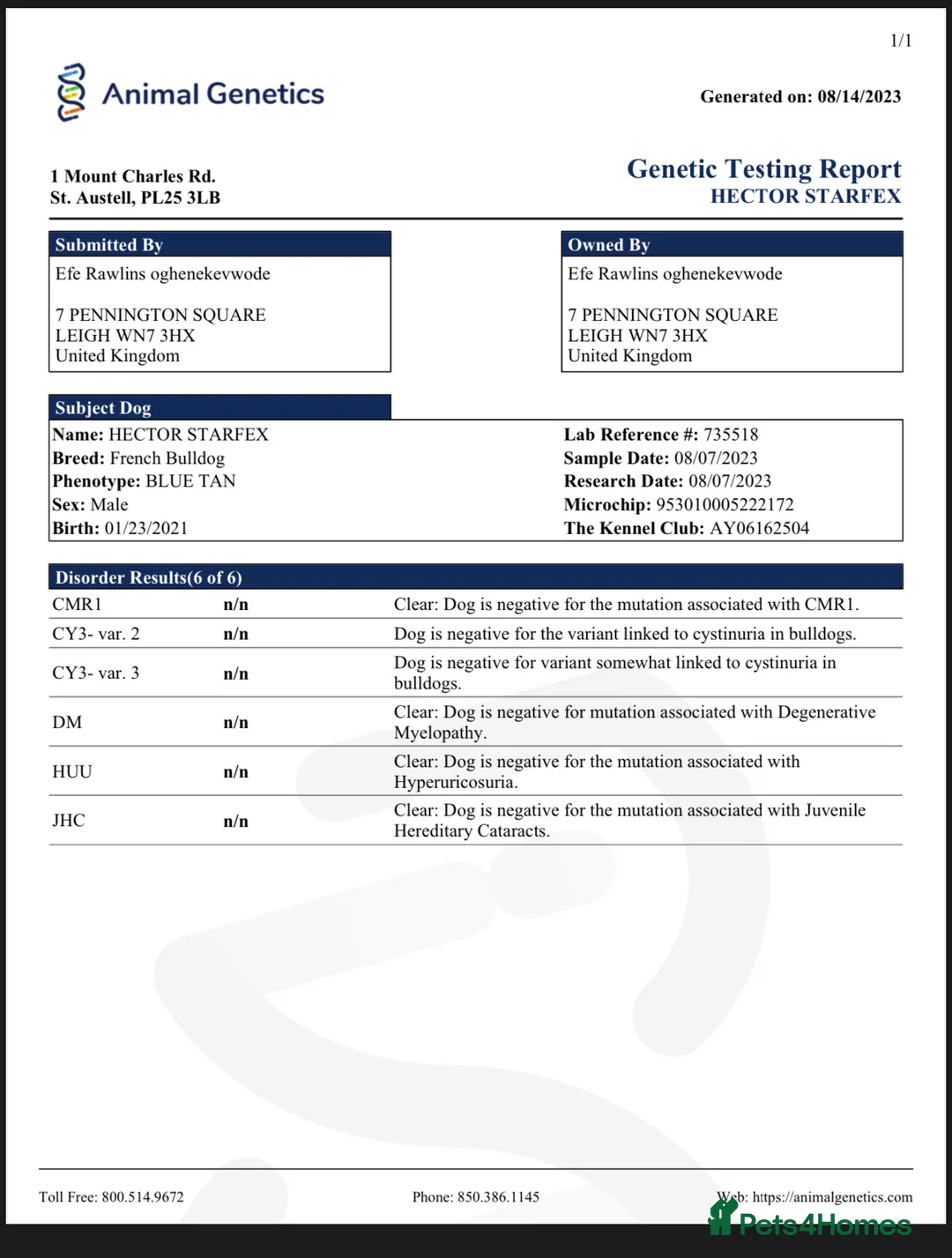 French Bulldog dogs for stud: Hector Starfex in Leigh - Advert 20