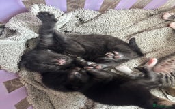 Mixed Breed cats for sale: Cuddly mixed breed kittens - Image 6