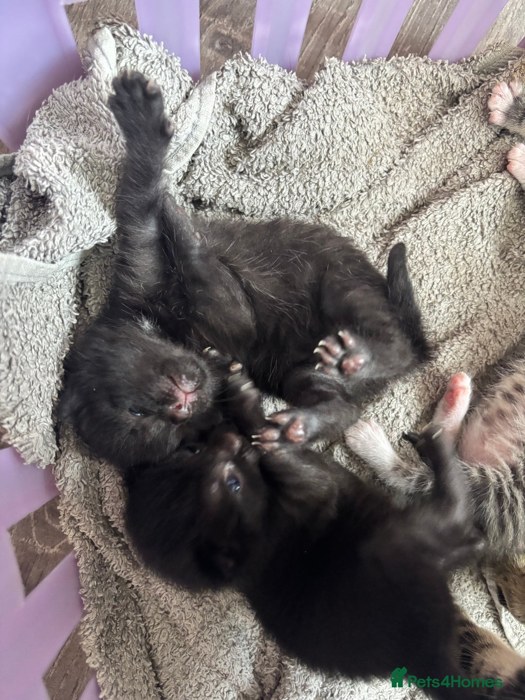 Mixed Breed cats for sale: Cuddly mixed breed kittens - Image 6