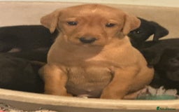 Labrador Retriever dogs for sale: Gorgeous lab puppys - Advert 4