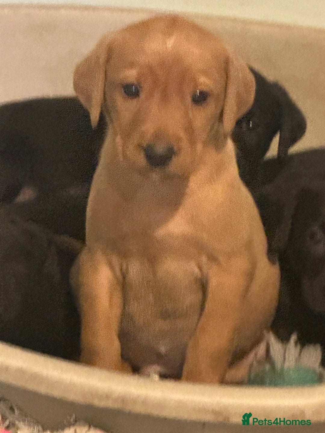 Labrador Retriever dogs for sale: Gorgeous lab puppys - Advert 4