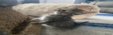 Bengal 1