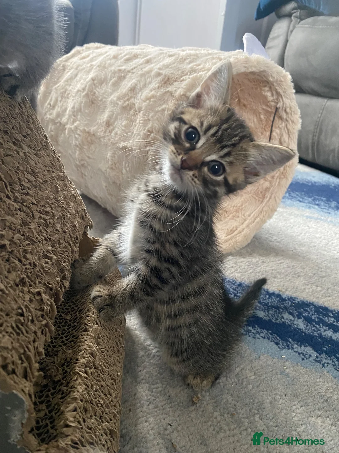 Bengal cats for sale: Gorgeous male bengal kitten - Advert 12