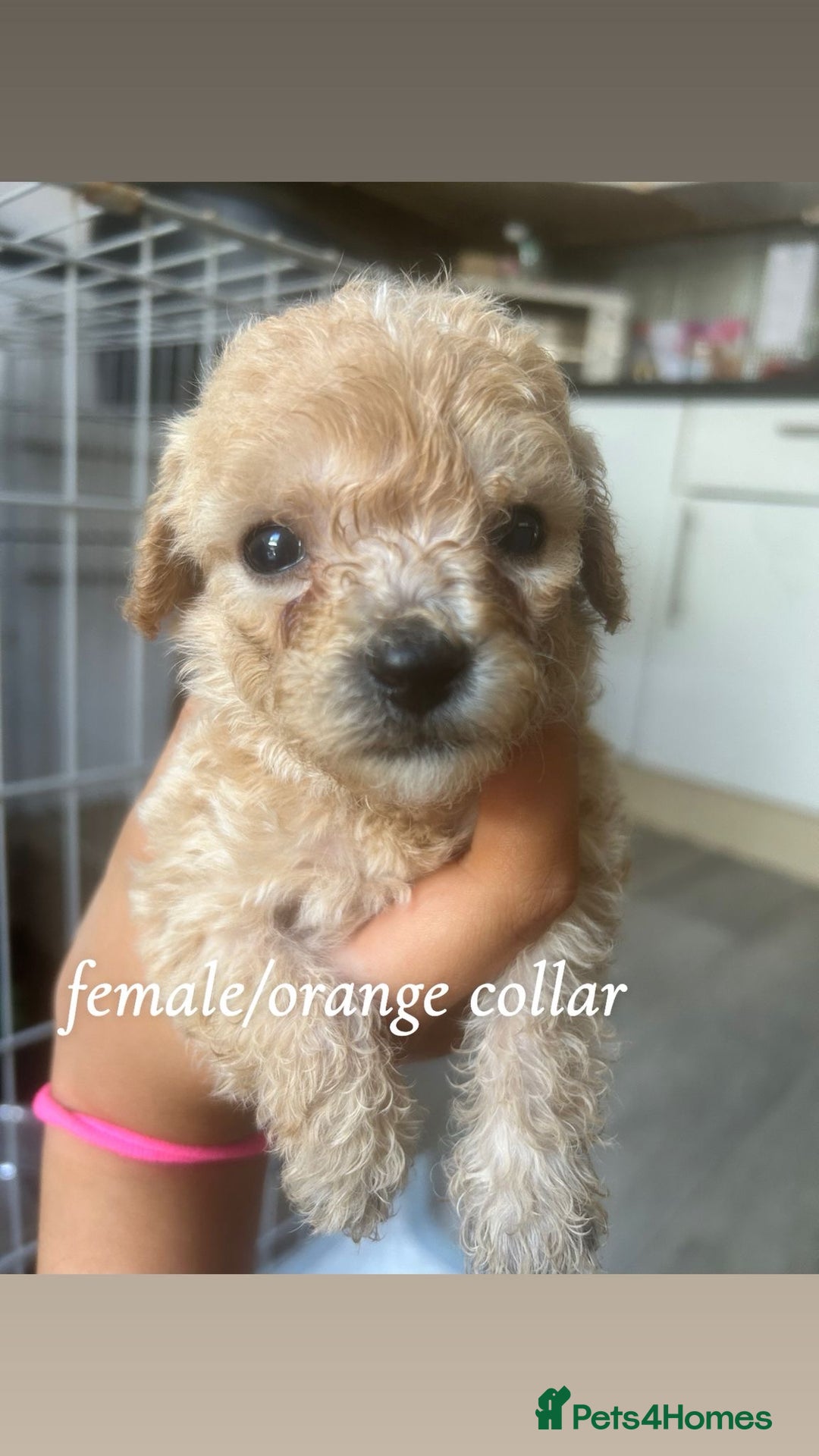 Poochon dogs for sale: Poochon Puppies - Image 16