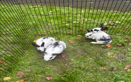 Rex rabbits for sale: Beautiful friendly babies - Image 3