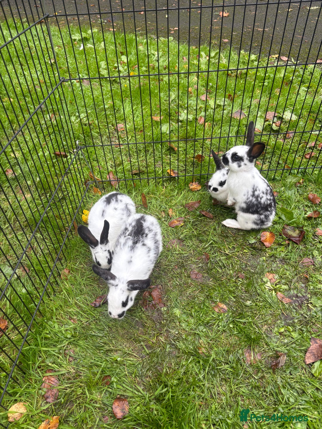 Rex rabbits for sale: Beautiful friendly babies - Image 3