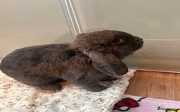 Mini Lop rabbits for sale: Sold   - Advert 8
