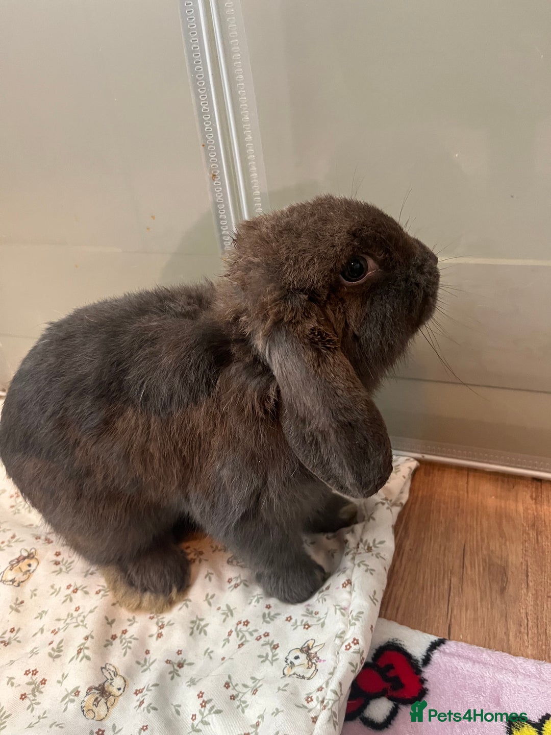 Mini Lop rabbits for sale: Sold   - Advert 8