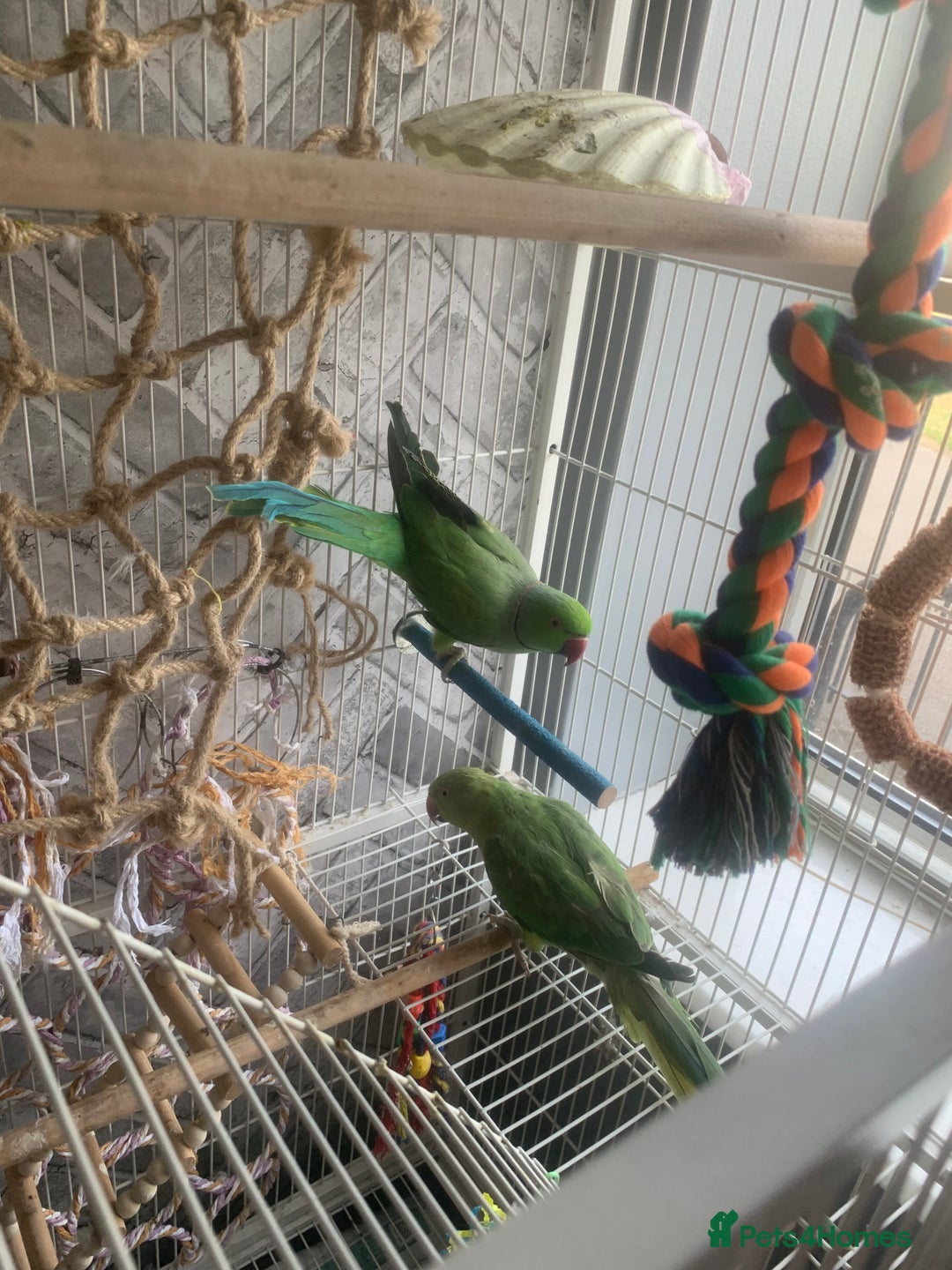 Parakeets birds for sale: 2 African Ringneck Parakeets - Image 3
