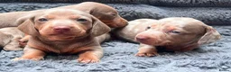 Miniature Dachshund dogs for sale: Miniature dachshund  in Sunderland - Advert 7