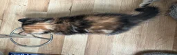 Mixed Breed cats for sale: Beautiful Tabby Kittens - Advert 4
