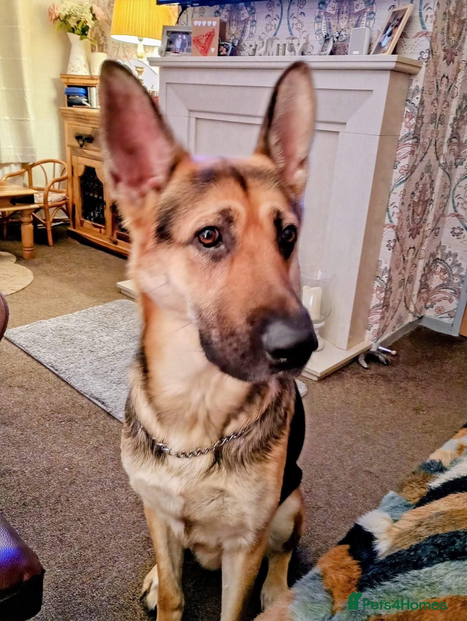 German Shepherd dogs URGENT REHOMING NEEDED - Advert 6