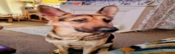 German Shepherd dogs for sale: URGENT REHOMING NEEDED - Advert 1