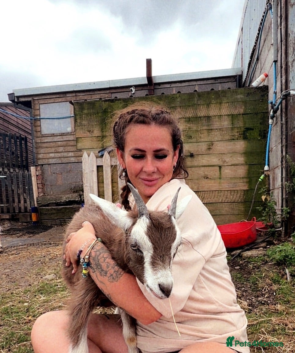 Goats livestock Monty our pet goat.  - Advert 3