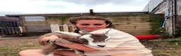 Goats livestock for sale: Monty our pet goat.  - Advert 1