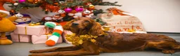 Irish Setter dogs for sale: Quality IRISH SETTER Puppies - Advert 19