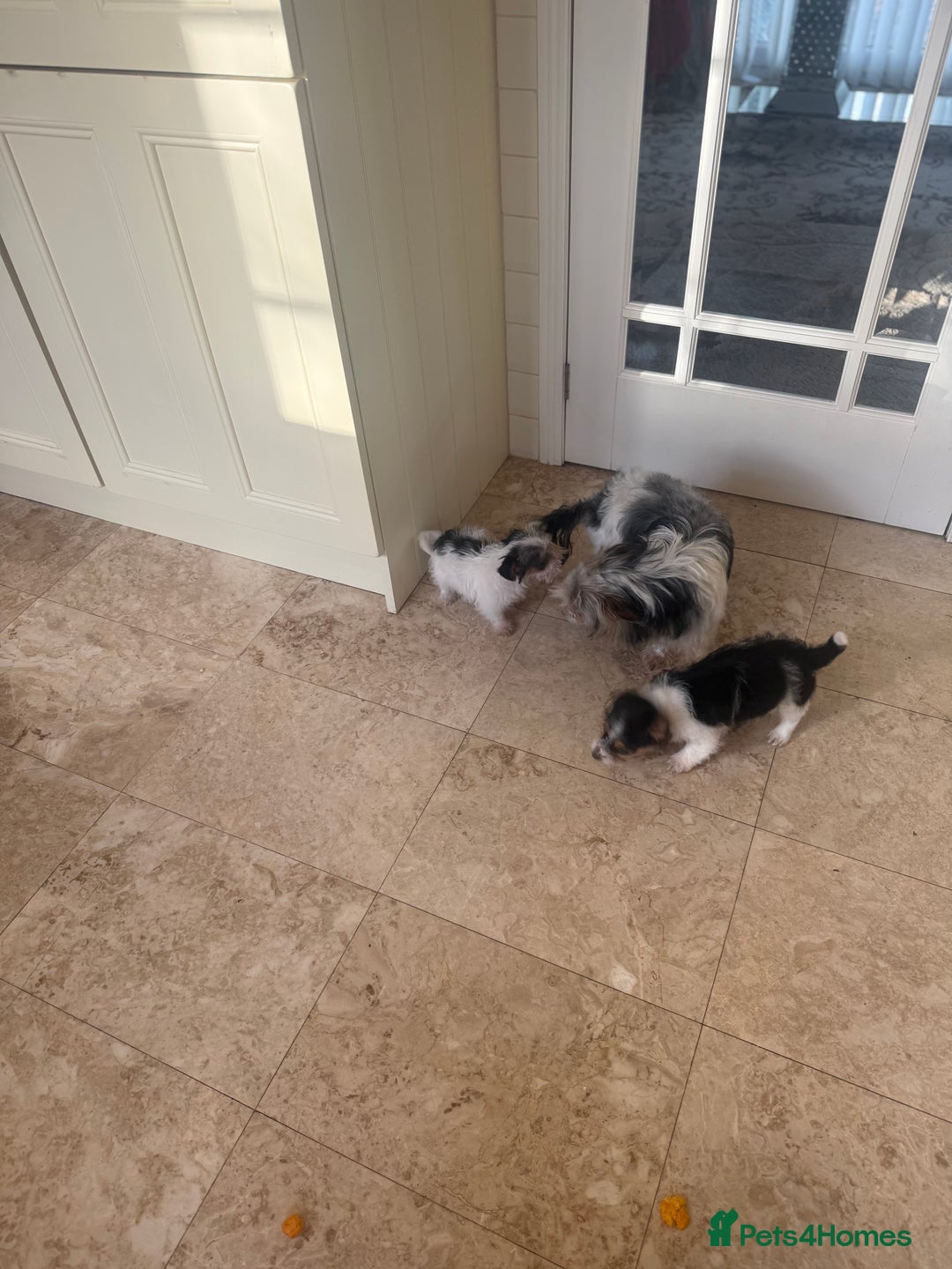 Jack Russell dogs for sale: 2 rough coat miniature jack russels - Advert 3