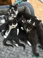 Mixed Breed cats Beautiful Black and White Kittens - Advert 9