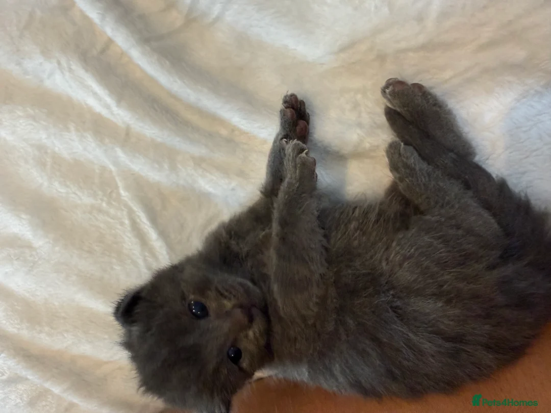 British Shorthair cats for sale: Our British Shorthair Grey Kittens  - Advert 29
