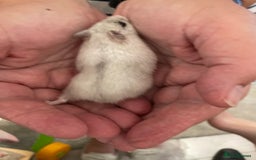 Hamster rodents for sale: Baby Winter White Russians from our show stock  - Image 11