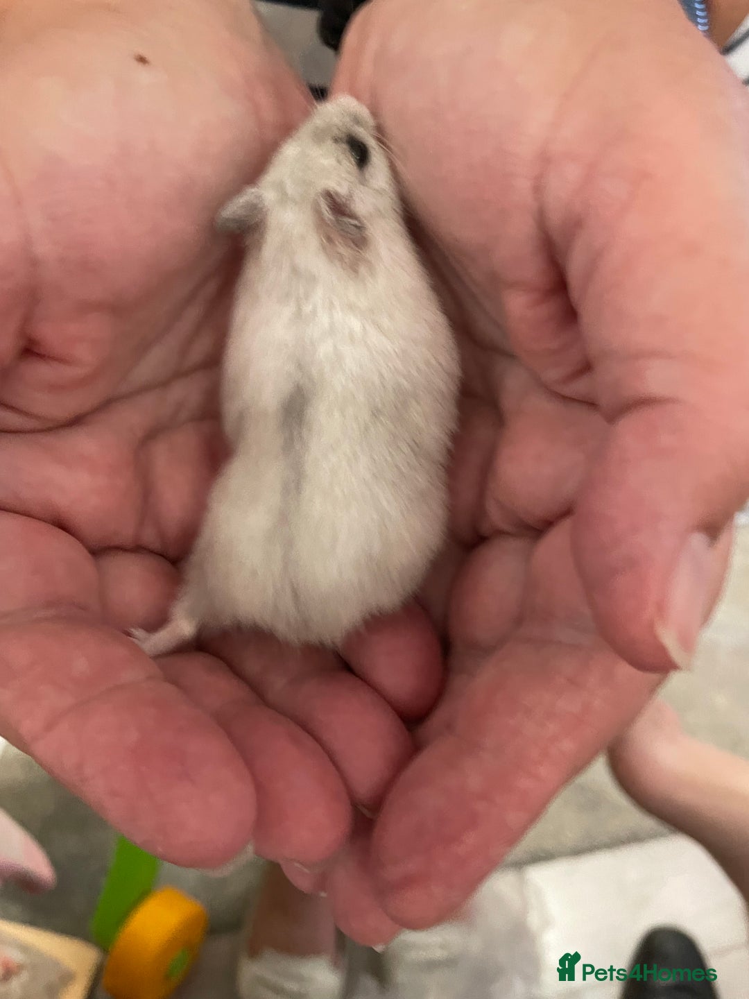 Hamster rodents for sale: Baby Winter White Russians from our show stock  - Image 11