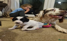 Mixed Breed dogs for sale: Springer spaniel x bearded collie female pups x2 - Image 10