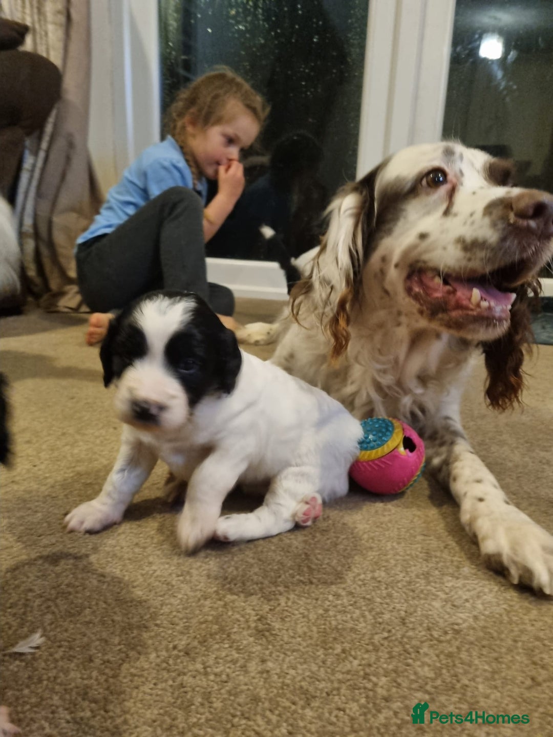 Mixed Breed dogs for sale: Springer spaniel x bearded collie female pups x2 - Image 10