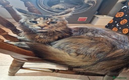 Maine Coon cats for sale: 3 maincoone x kittens - Image 2