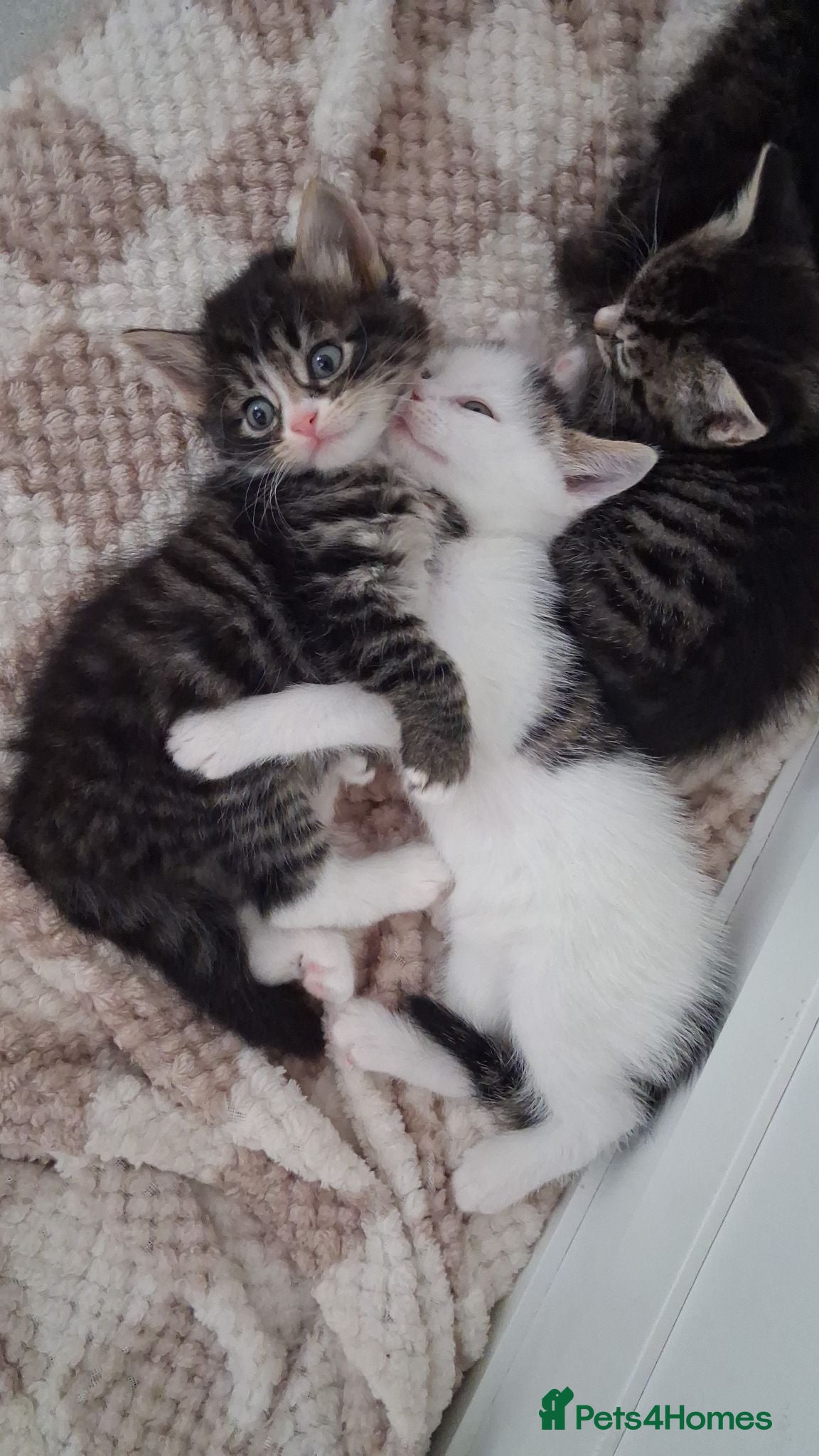 Mixed Breed cats 3 beautiful kittens  - Advert 9