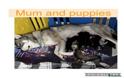 Siberian Husky dogs for sale: Siberian husky puppies - Image 2