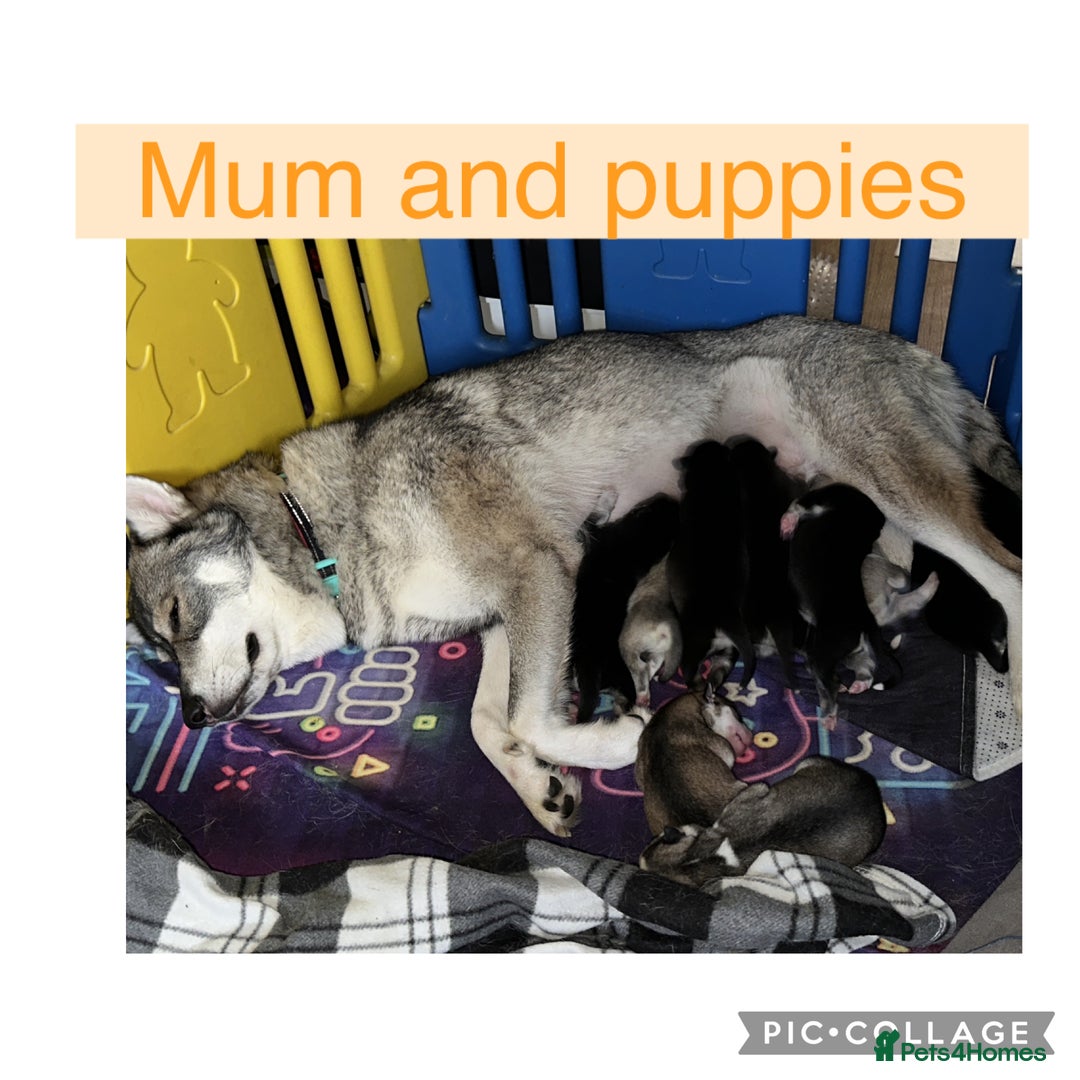 Siberian Husky dogs for sale: Siberian husky puppies - Image 2