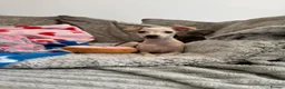 Italian Greyhound dogs for sale: KC Italian greyhound puppies 🏡 ready now - Advert 14
