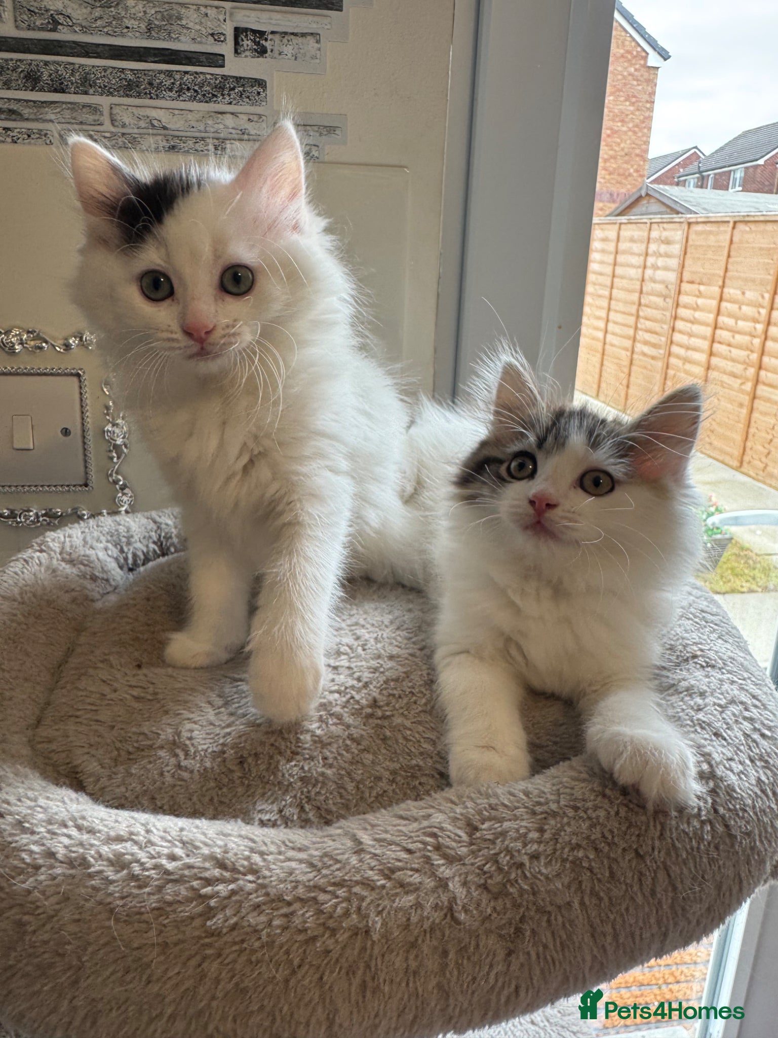 Ragdoll cats Beautiful Ragdoll kittens - Advert 2