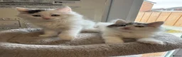 Ragdoll cats for sale: Beautiful Ragdoll kittens - Advert 2