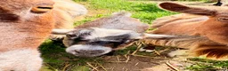 Goats livestock for sale: Pygmy goats  - Advert 2