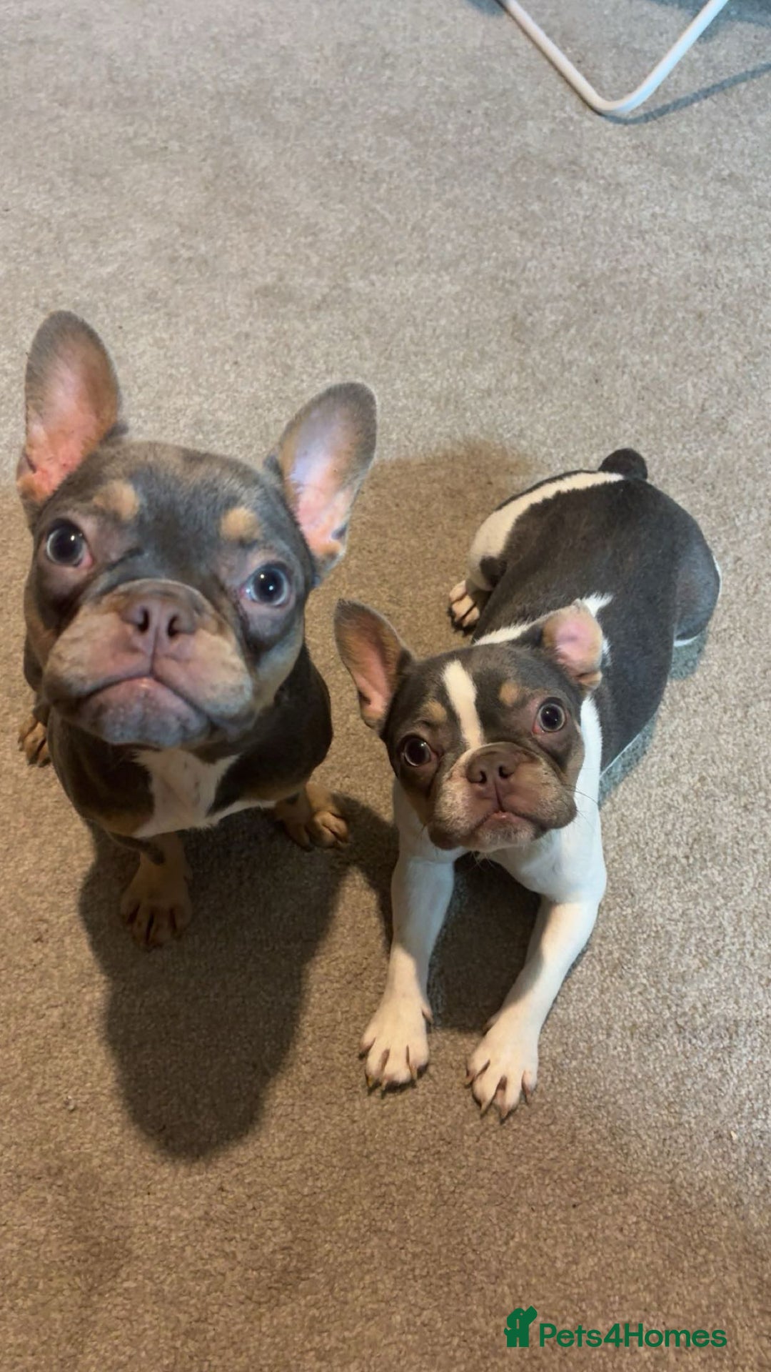 French Bulldog dogs for sale: 2 French bulldog sisters  - Advert 17