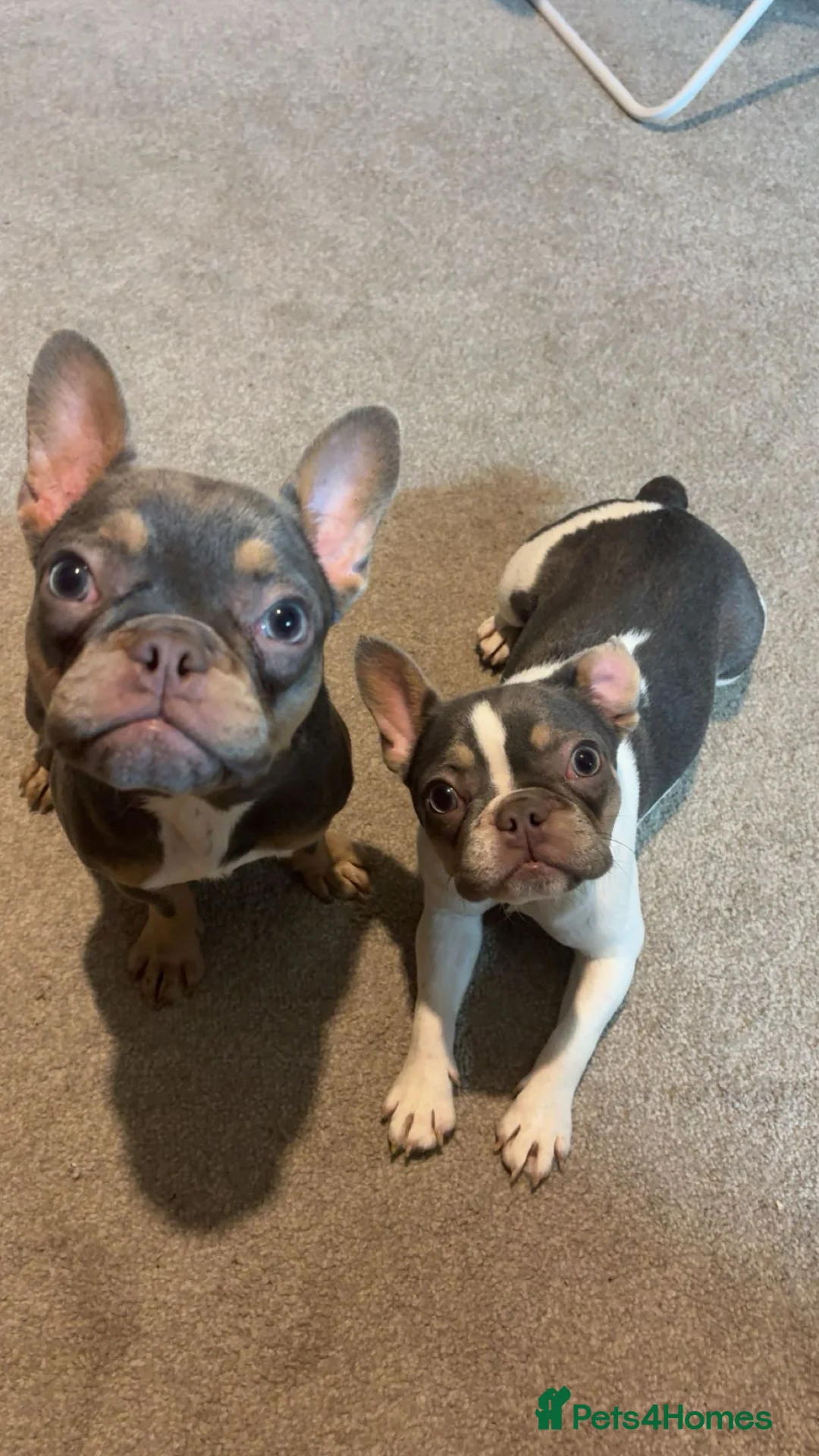 French Bulldog dogs for sale: 2 French bulldog sisters  - Advert 17