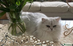 Persian cats for sale: Pedigree Persian silver chinchilla female - Image 8