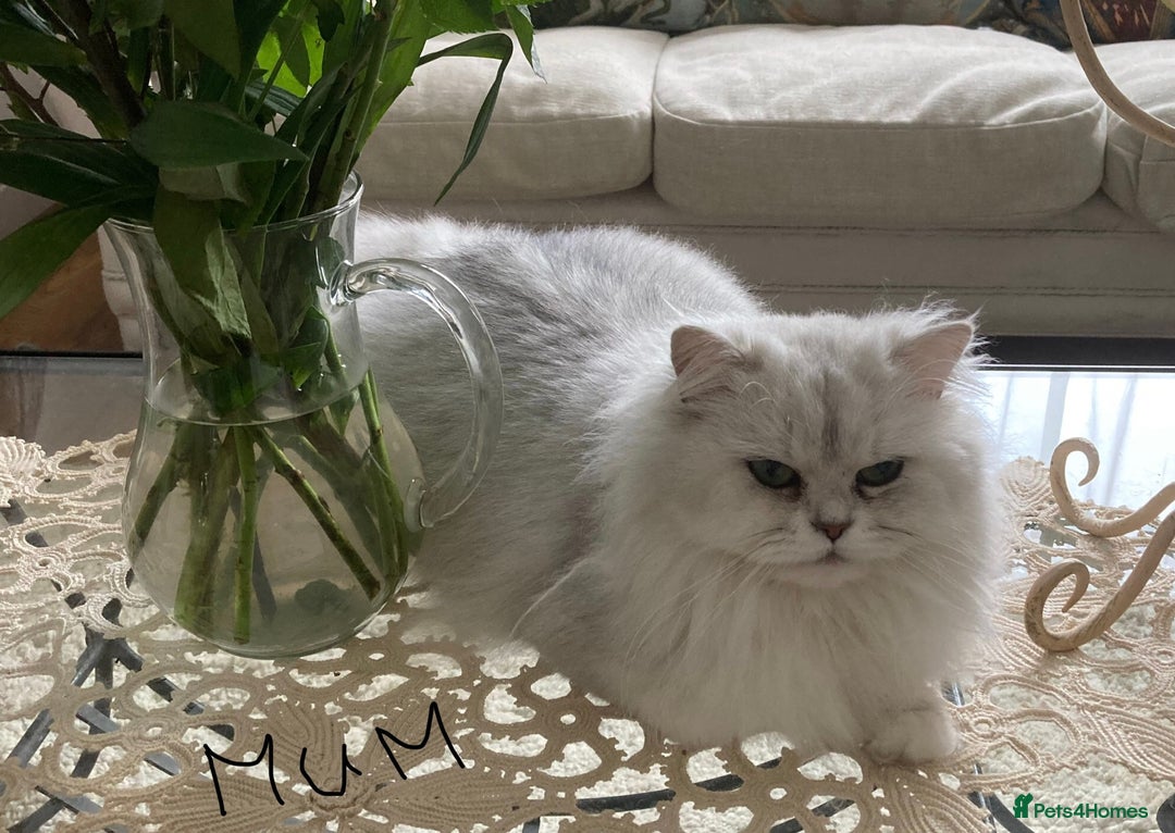 Persian cats for sale: Pedigree Persian silver chinchilla female - Image 8