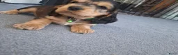 Cocker Spaniel dogs for sale: Adorable show type cocker spaniel puppies  - Advert 13