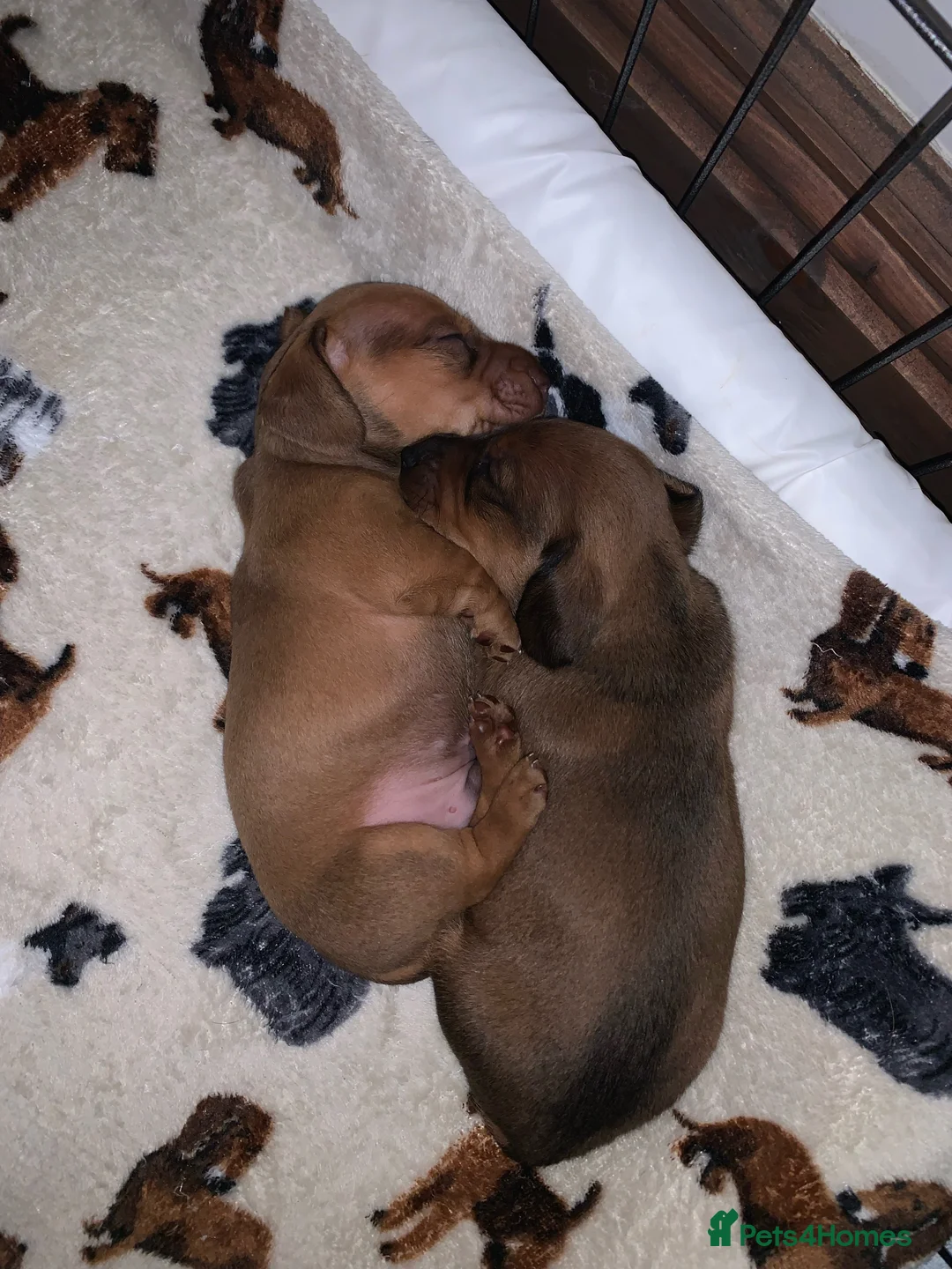 Miniature Dachshund dogs for stud: Proven Shaded red miniature dachshund stud in Pontypool - Advert 6