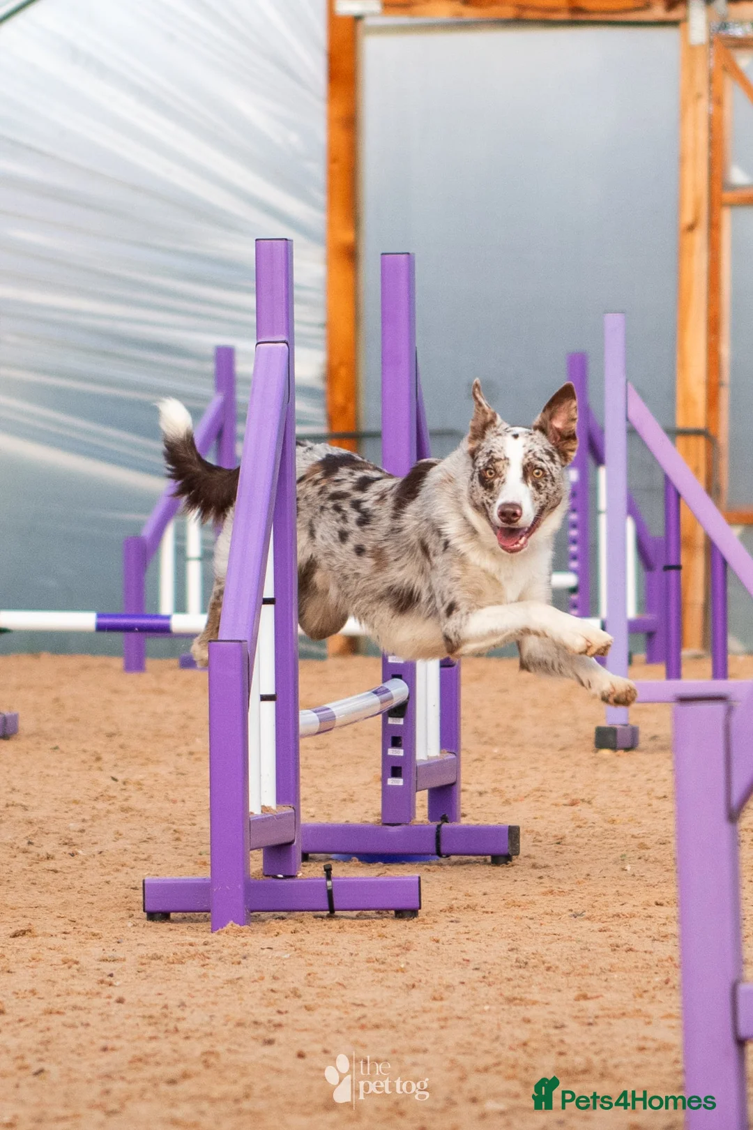 Border Collie dogs for stud: ISDS/KC duel reg Health tested for stud  - Advert 6