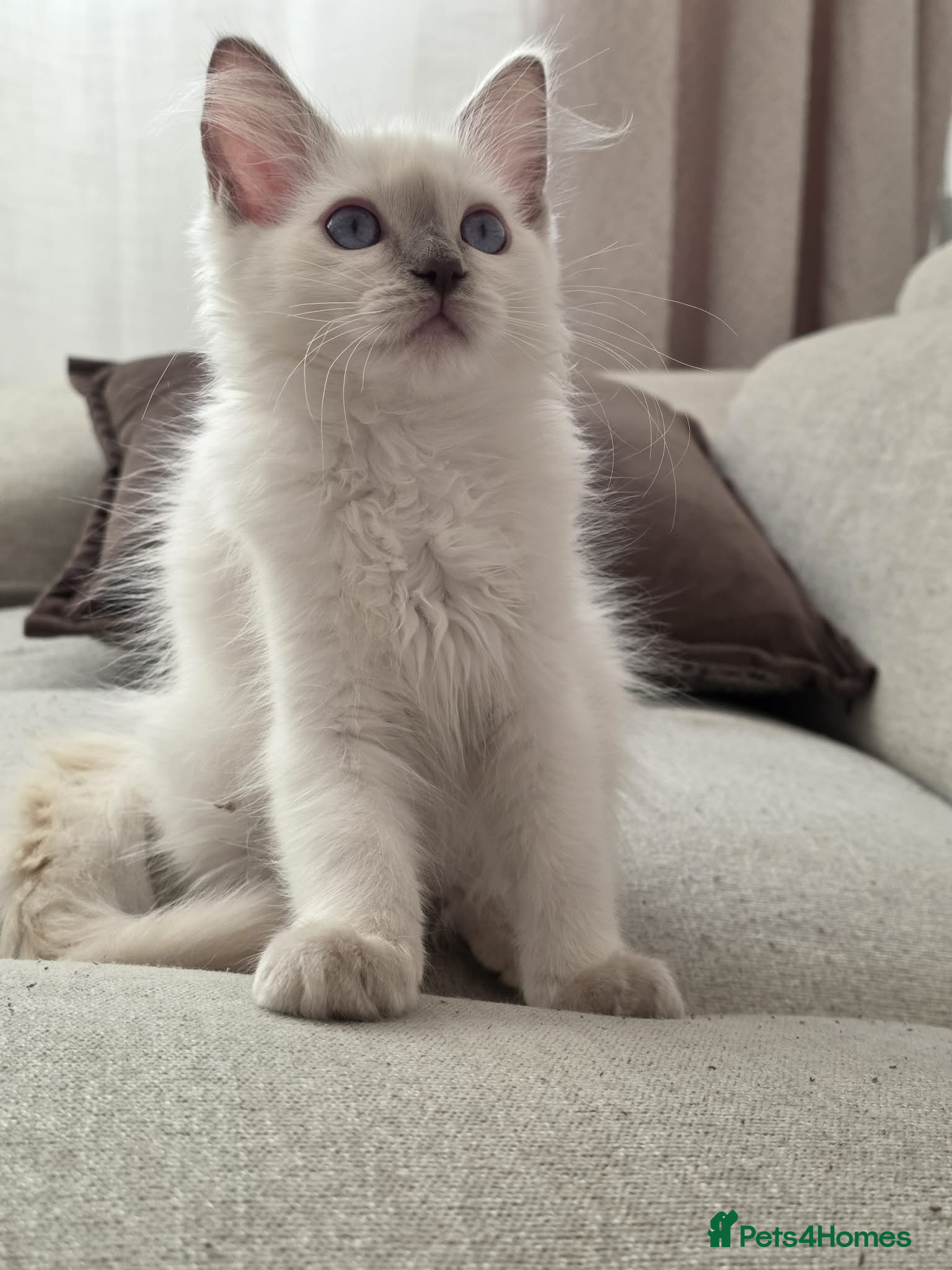 Ragdoll cats ✨ TWO LEFT RARE LILAC TORBIE |LITTER GCCF&TICA✨ - Advert 5