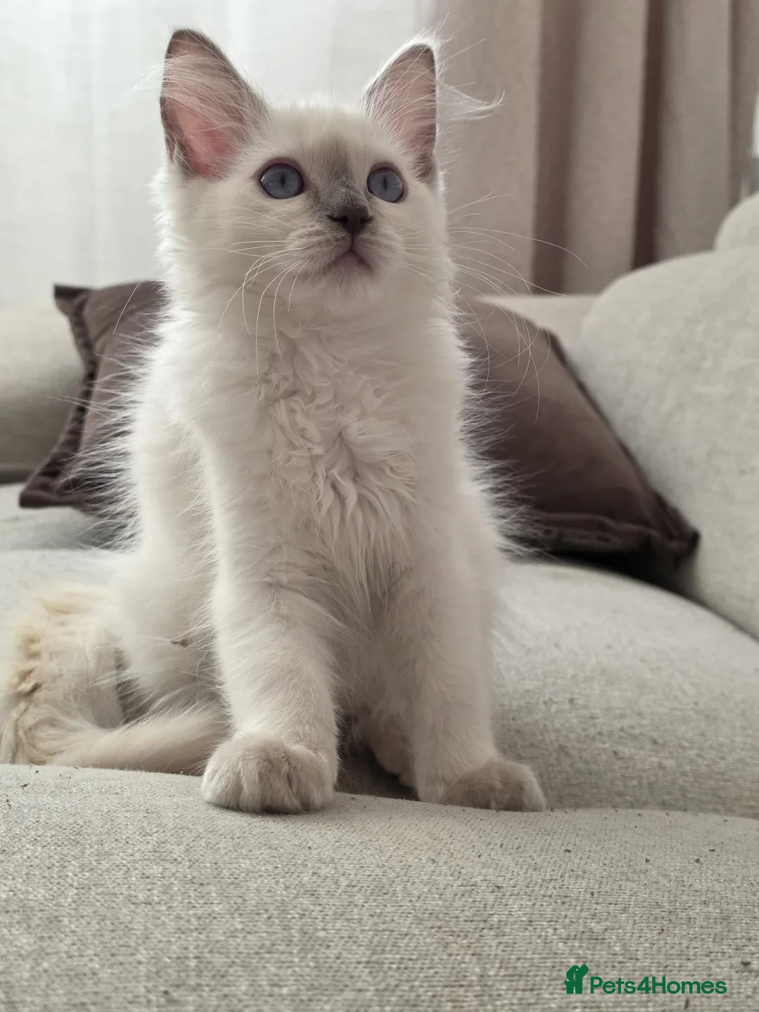 Ragdoll cats for sale: ✨ TWO LEFT RARE LILAC TORBIE |LITTER GCCF&TICA✨ - Advert 1