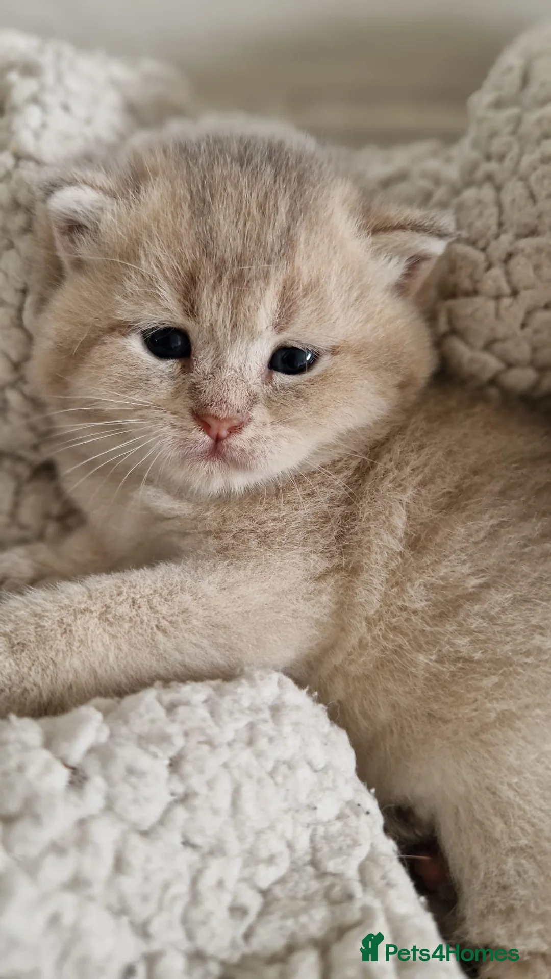 British Shorthair cats for sale: Beautiful gold British shorthair  - Advert 11