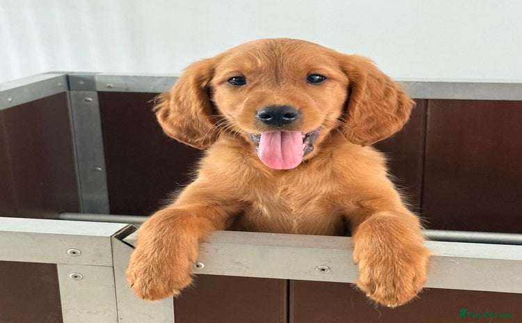Golden Retriever dogs - Advert 2