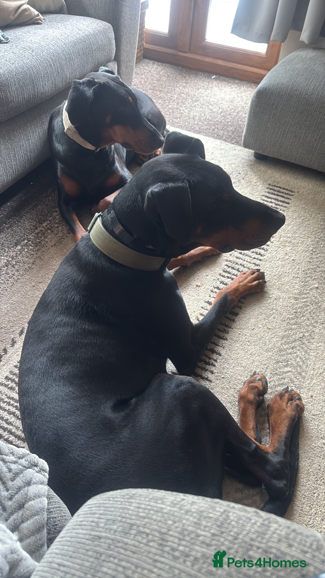 Dobermann dogs for sale: Young European Male Doberman  - Advert 2